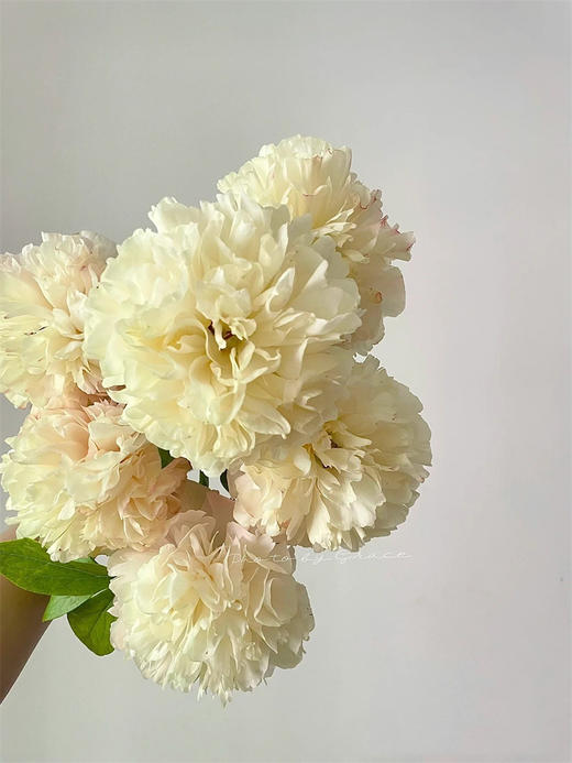 路易斯选择高端芍药花5支 商品图4