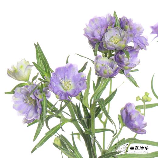 配花 | 重瓣小飞燕浅紫色 商品图3