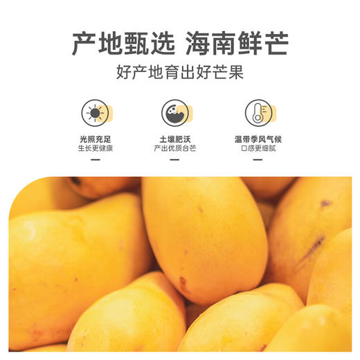 自营（月亮湾）-芒果汁饮料245ml*10罐装 泡沫箱 浓缩果汁风味饮品 商品图3