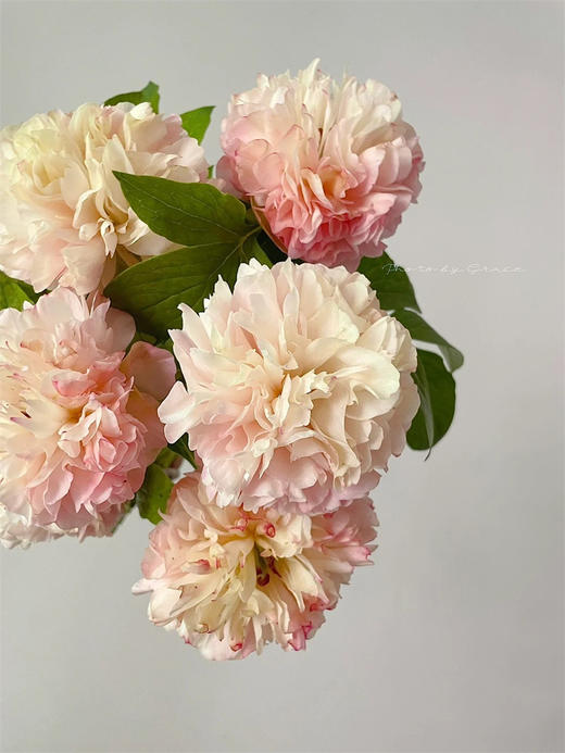 路易斯选择高端芍药花5支 商品图3