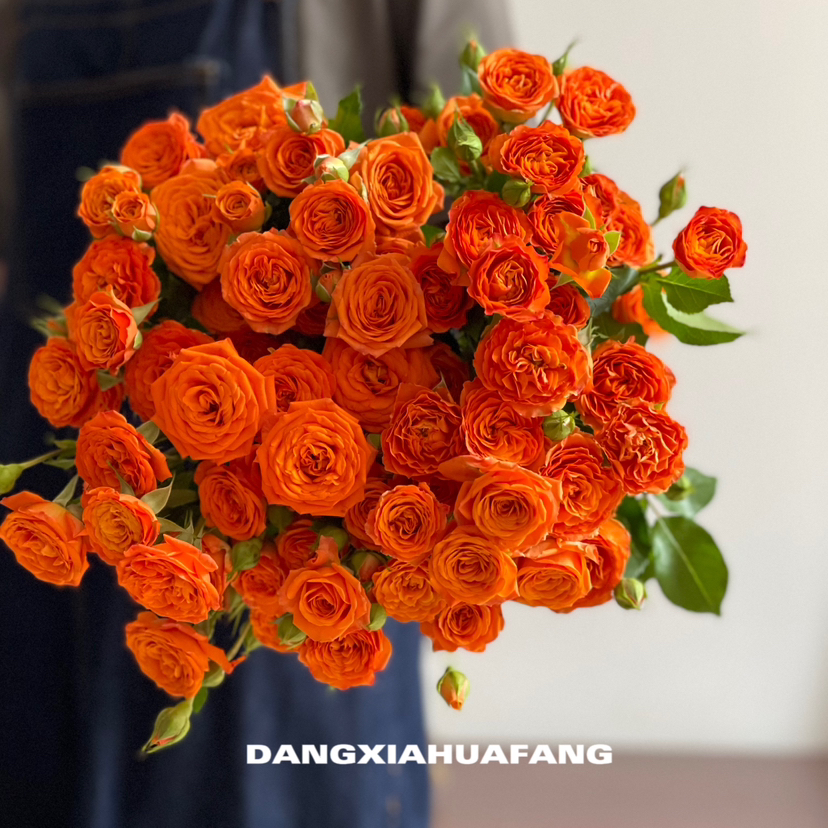 【AB级橙色芭比多头玫瑰.第二件减10元】5支/份 长约60-65cm