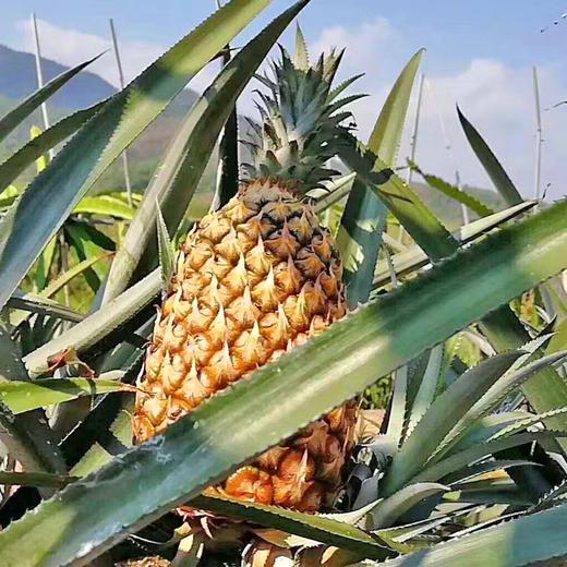 【海南•手撕凤梨】香甜汁水足 削皮即食 香味浓郁 树上熟更新鲜 风味足解腻爽口 凤梨手撕新吃法 肉质鲜嫩 商品图4