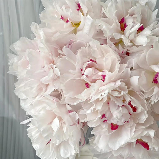 雪原红心芍药花买5支 商品图3