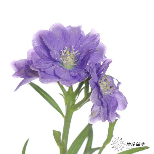 配花 | 重瓣小飞燕浅紫色 商品图2