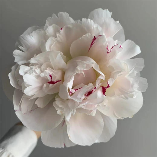 雪原红心芍药花买5支 商品图4