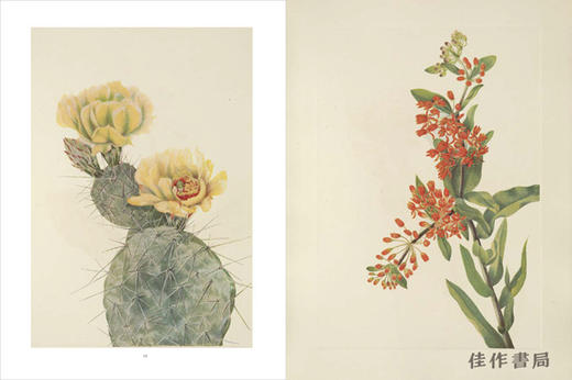 Wild Flowers of North America：Botanical Illustrations by Mary Vaux Walcott / 北美的野花：玛丽·沃克斯·沃尔科特的植物插图 商品图3