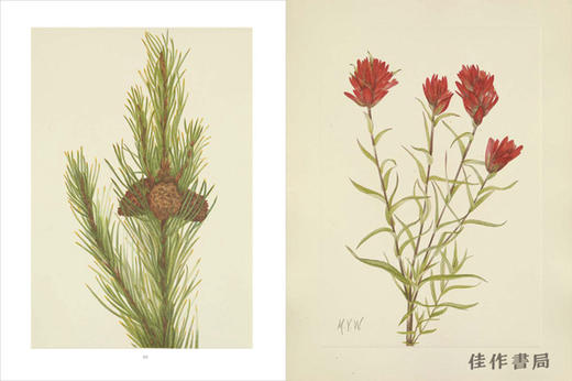 Wild Flowers of North America：Botanical Illustrations by Mary Vaux Walcott / 北美的野花：玛丽·沃克斯·沃尔科特的植物插图 商品图4