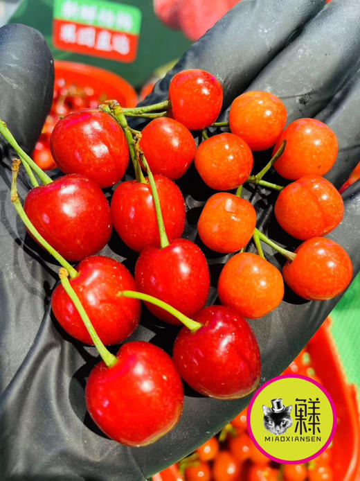 即时达【尖屁股】纯甜 车厘子小樱桃 商品图4