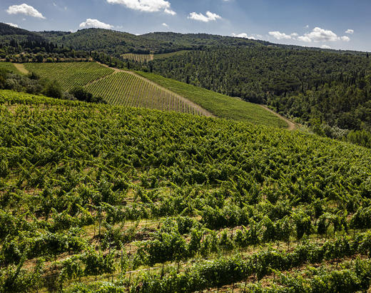 安东尼世家天娜红葡萄酒 2019Antinori Tignanello2019 商品图2