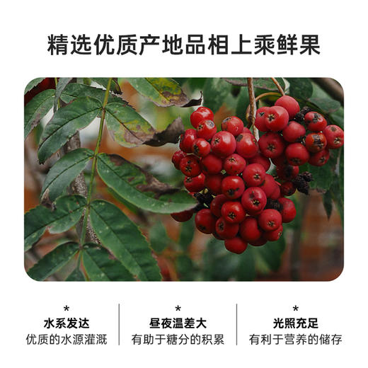 自营（月亮湾）- 山里红山楂汁245ml*10罐 山楂浓缩果汁 解腻山楂饮品 商品图3