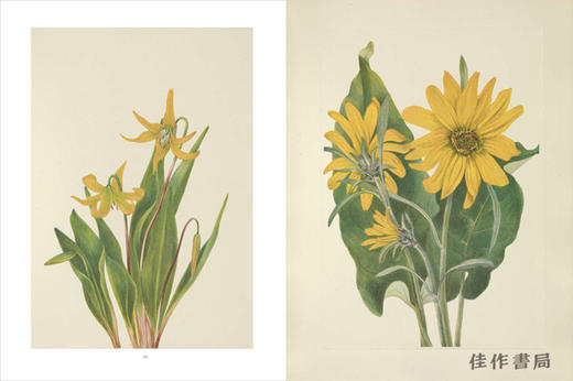 Wild Flowers of North America：Botanical Illustrations by Mary Vaux Walcott / 北美的野花：玛丽·沃克斯·沃尔科特的植物插图 商品图2