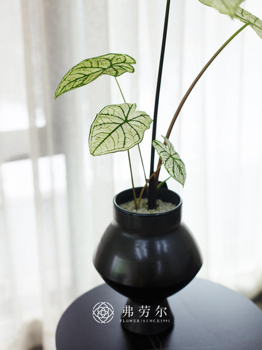 白色恋人 商品图0