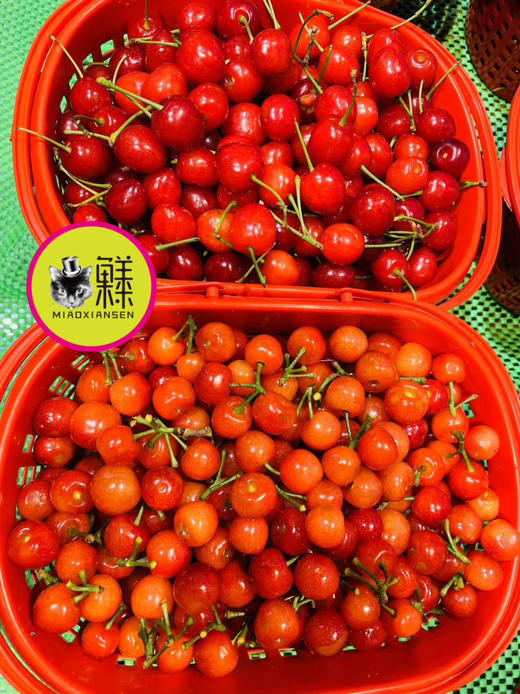 即时达【尖屁股】纯甜 车厘子小樱桃 商品图5