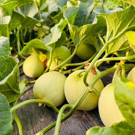 马连庄甜瓜京东快递包邮下单从山东发货 商品图4