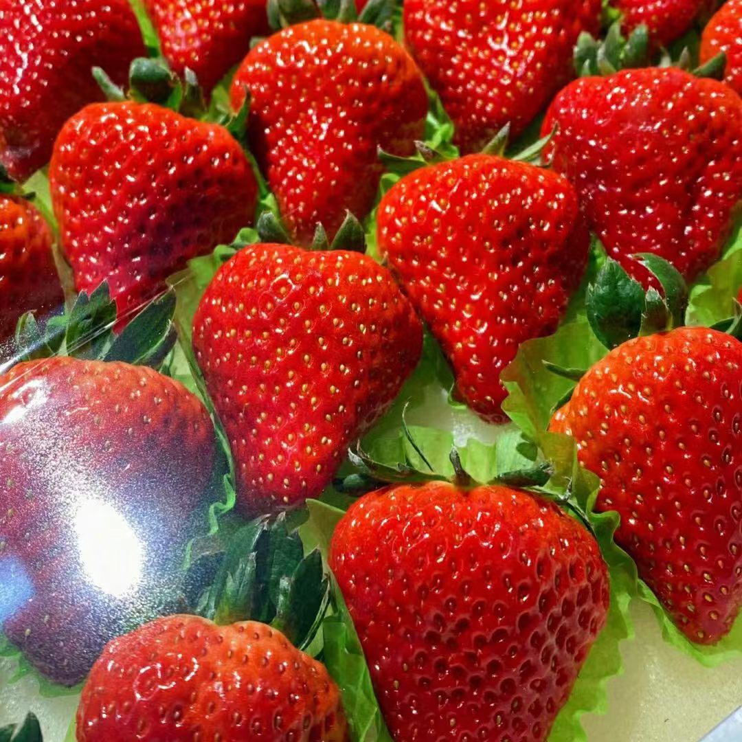 【原果】丹东草莓·1斤装
