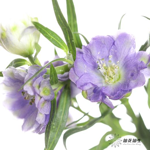 配花 | 重瓣小飞燕浅紫色 商品图1