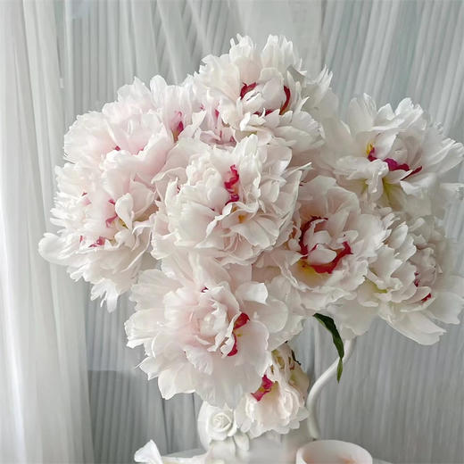 雪原红心芍药花买5支 商品图2