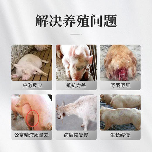 【积分兑换】华畜多维速补猪牛羊鸡鸭鹅用补充营养促生长抗应激 商品图1