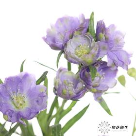 配花 | 重瓣小飞燕浅紫色