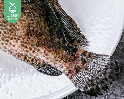 东山岛鲜杀老虎斑-三去（450g±50g/条） 商品图2