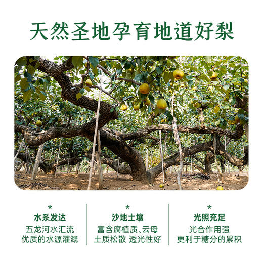 自营（月亮湾）- 莱阳梨汁245ml/罐 山东莱阳原果压榨饮品 浓缩果汁 商品图4