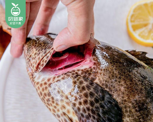 东山岛鲜杀老虎斑-三去（450g±50g/条） 商品图3