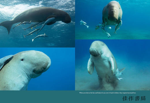 Hussain Aga Khan: The Living Sea / 侯赛因·阿加·汗：活海 商品图4