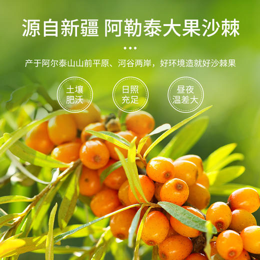 【新疆】沙棘果汁300ml*10（营养美味） 商品图1