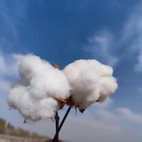 拾花者3斤夏凉被