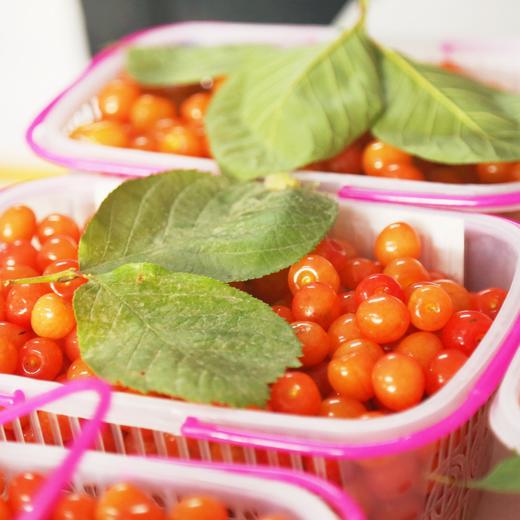 【武汉自提】十堰张湾区汉江樱桃2.5斤装（4.22日下午17:30—19:30自提） 商品图0