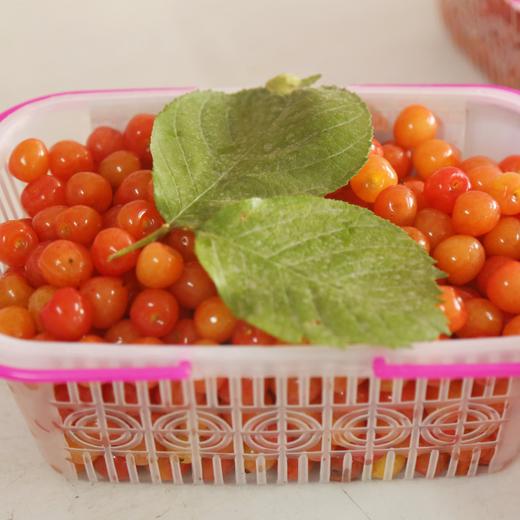 【武汉自提】十堰张湾区汉江樱桃2.5斤装（4.22日下午17:30—19:30自提） 商品图5