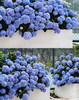 【绿植现货】蓝色无尽夏绣球35～45（现货，下单即可到店自提） 商品缩略图0