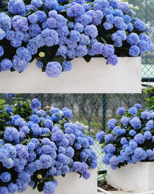 【绿植现货】蓝色无尽夏绣球35～45（现货，下单即可到店自提） 商品图0