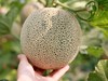 牛3蜜瓜 Sweet Green Melon 商品缩略图3