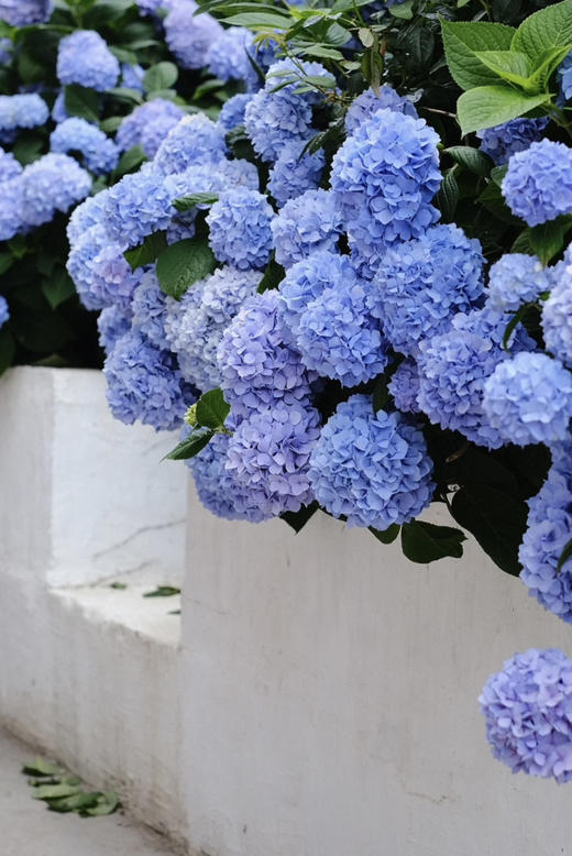 【绿植现货】蓝色无尽夏绣球35～45（现货，下单即可到店自提） 商品图3