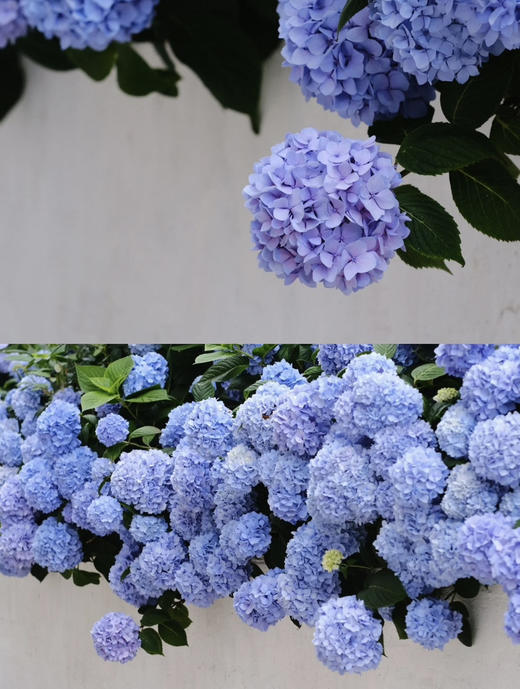 【绿植现货】蓝色无尽夏绣球35～45（现货，下单即可到店自提） 商品图4