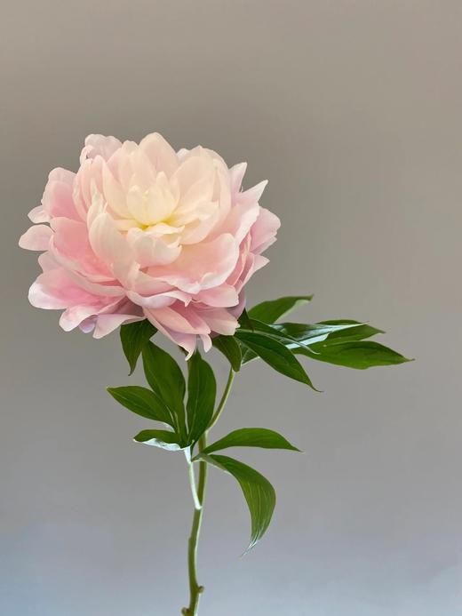 新西兰进口芍药花Roosevelt 罗斯福1支 商品图4