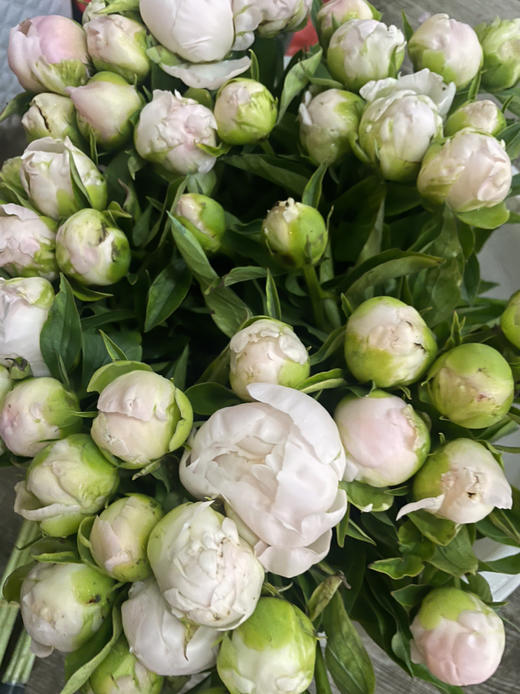 【依依不舍】芍药 -美国小姐  5枝/扎 商品图14