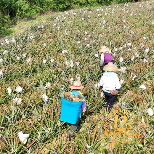 海南芒果凤梨 芒果+凤梨的多重香气 超高甜度 口感细嫩多汁  顺丰京东快递 商品图8