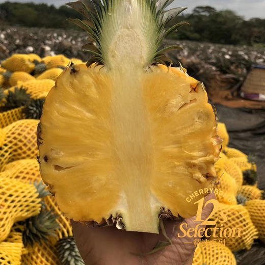 海南芒果凤梨 芒果+凤梨的多重香气 超高甜度 口感细嫩多汁  顺丰京东快递 商品图12