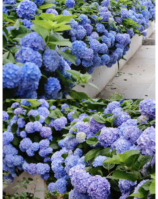 【绿植现货】蓝色无尽夏绣球35～45（现货，下单即可到店自提） 商品图2