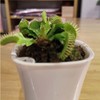 【绿植】捕蝇草 商品缩略图0