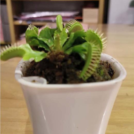 【绿植】捕蝇草 商品图0