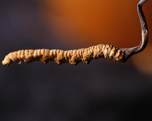 【25年 新草】【那曲高海拔 冬虫夏草干草】 无断草 约4条/克 简装/礼盒任选 商品图2