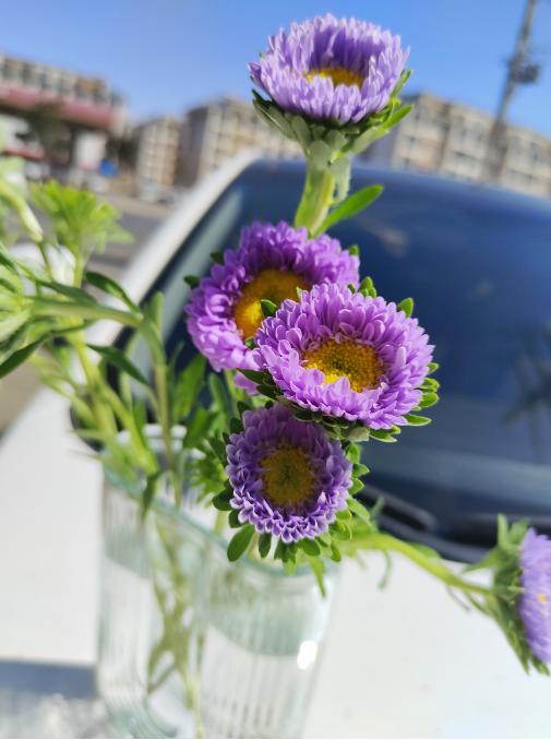 翠菊4支（拼团） 商品图1