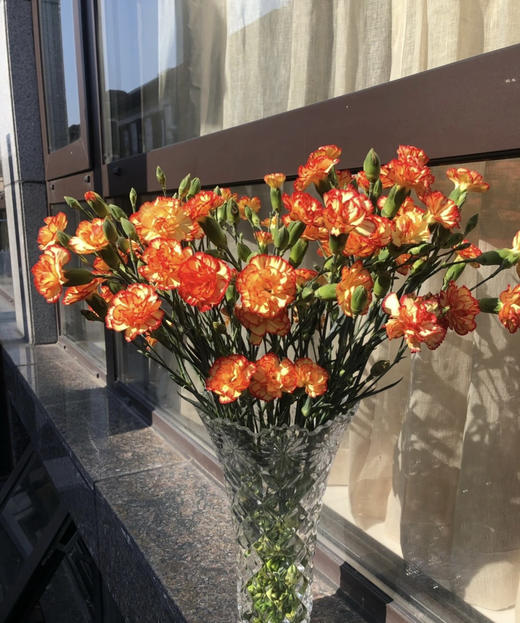 【稀有系列】多丁康乃馨-卡林波  橙底红边  约20枝/扎 商品图2