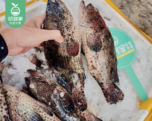 冰鲜老虎斑鱼（杀完）/1份（3-4条，共350-400g） 商品图2
