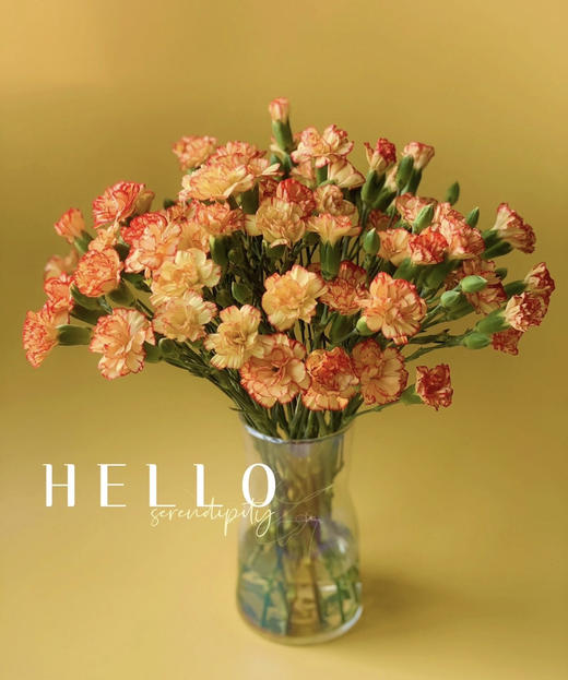 【稀有系列】多丁康乃馨-卡林波  橙底红边  约20枝/扎 商品图0