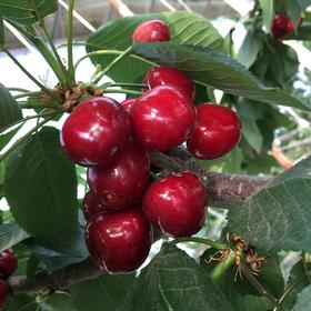 珍珠樱桃 约500g/份