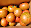 海阳水果西红柿 自然熟 适合生吃，排单发货中，不接急单 商品缩略图3